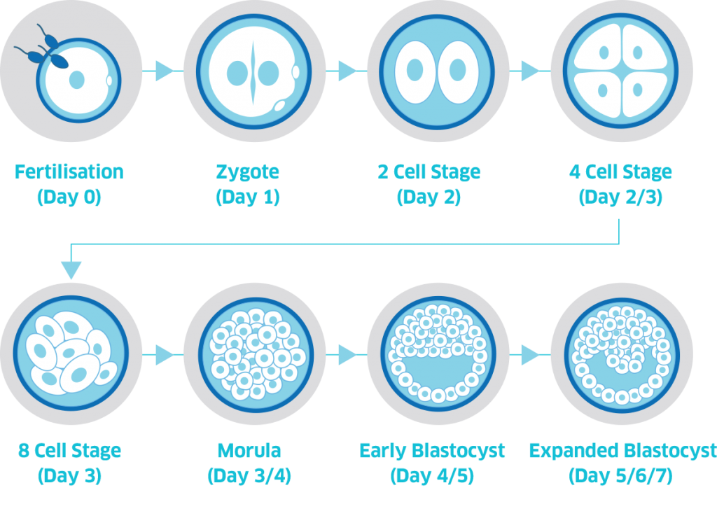 Embryo Development Chart