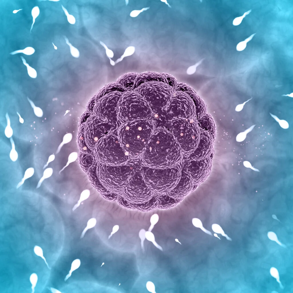 Embryo freezing