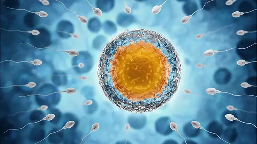 Sperm Role in IVF Treatment